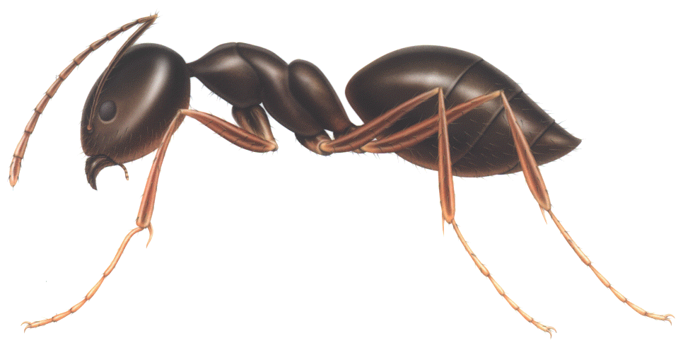 Ant PNG Clipart