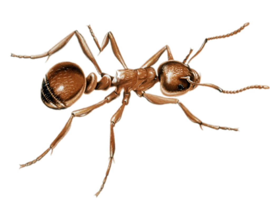 Gambar semut PNG