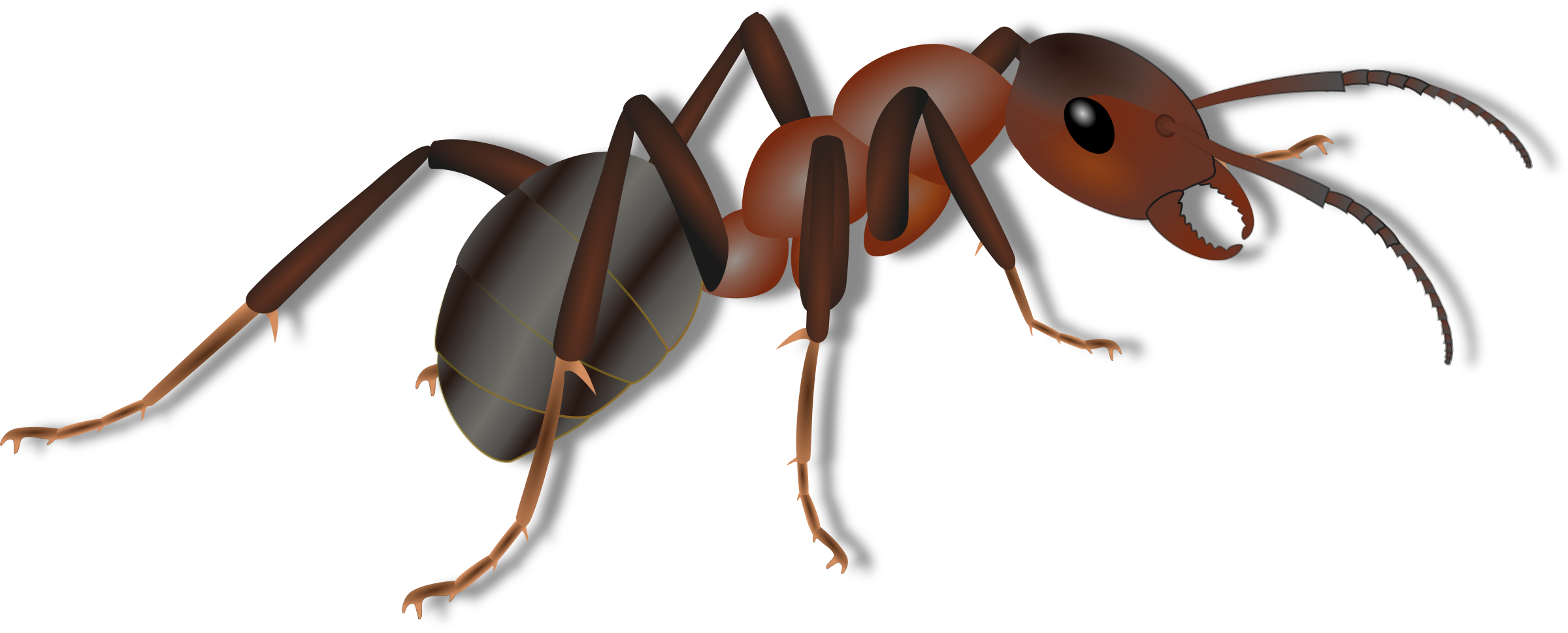 Ant PNG Photos