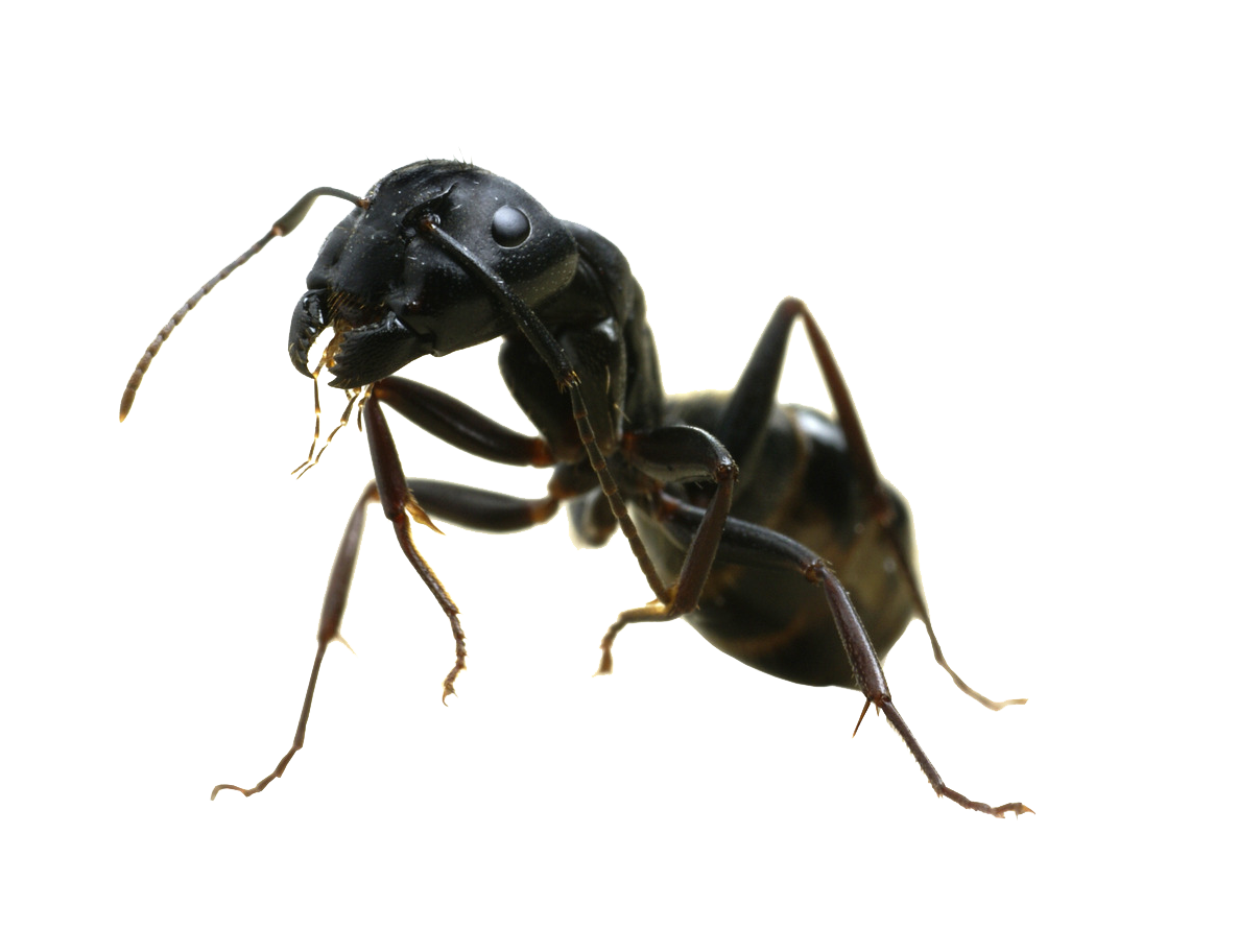 개미 PNG 투명 이미지