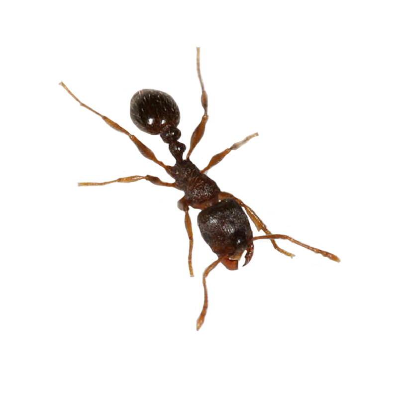 Ant Transparent PNG