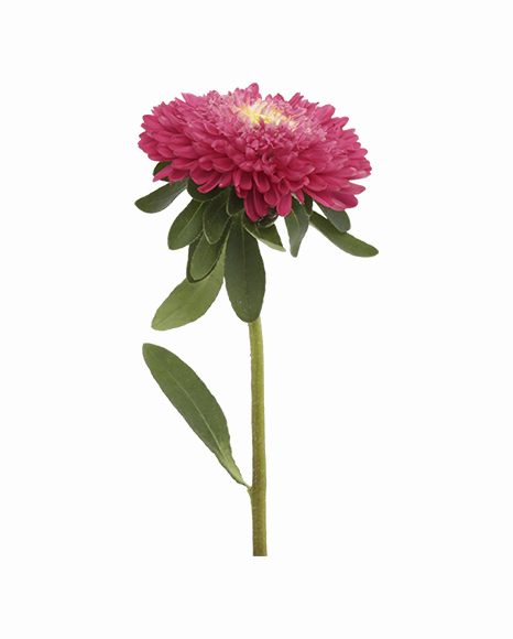 Aster PNG File