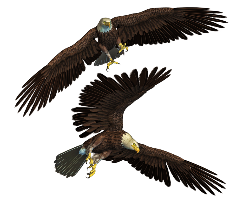Bald Eagle Background PNG