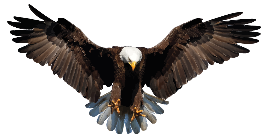 Bald Eagle PNG Background Image