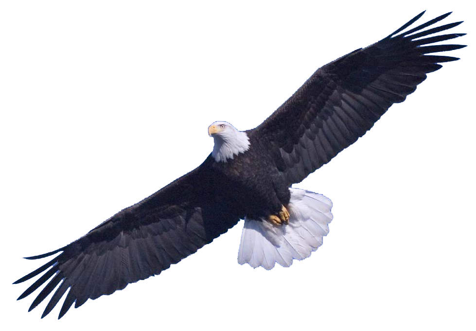Bald Eagle PNG Image