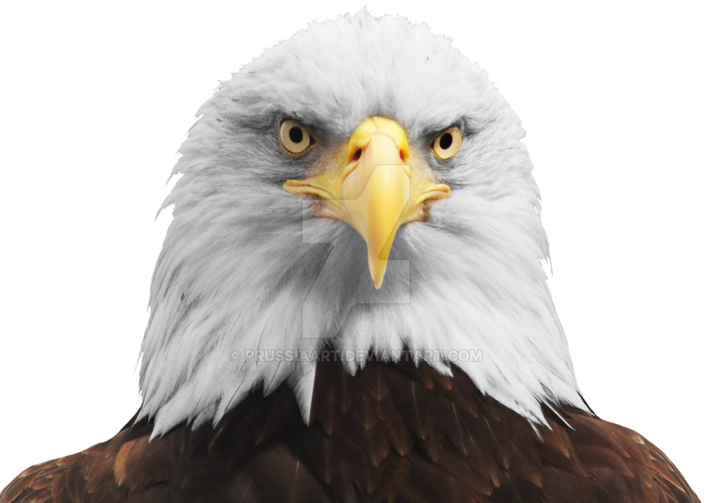 Bald Eagle PNG Transparent HD Photo
