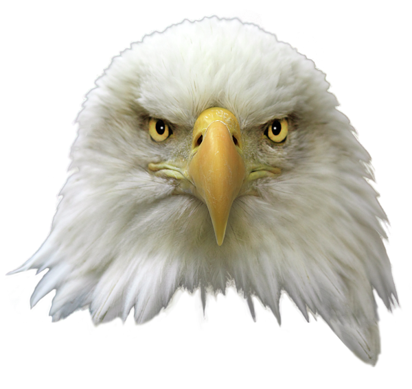 Bald Eagle PNG Transparent Image