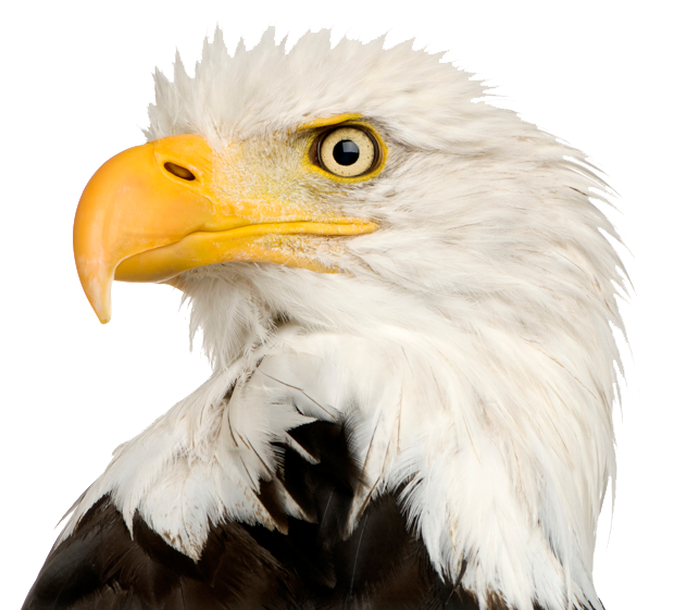 Bald Eagle PNG Trasparente