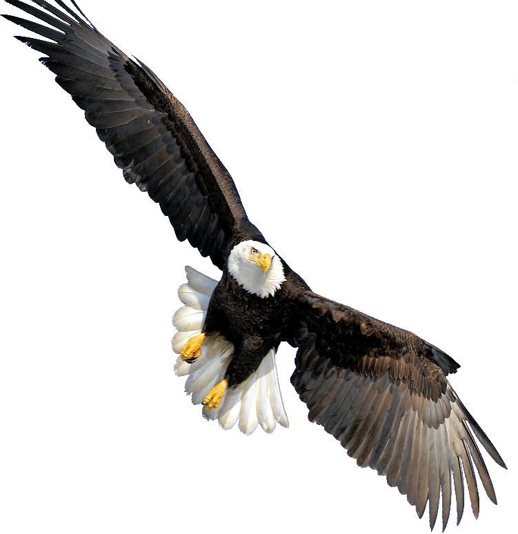 Bald Eagle Transparent PNG