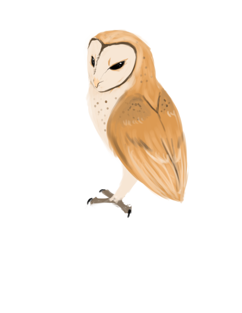 Barn Owl Download PNG Image