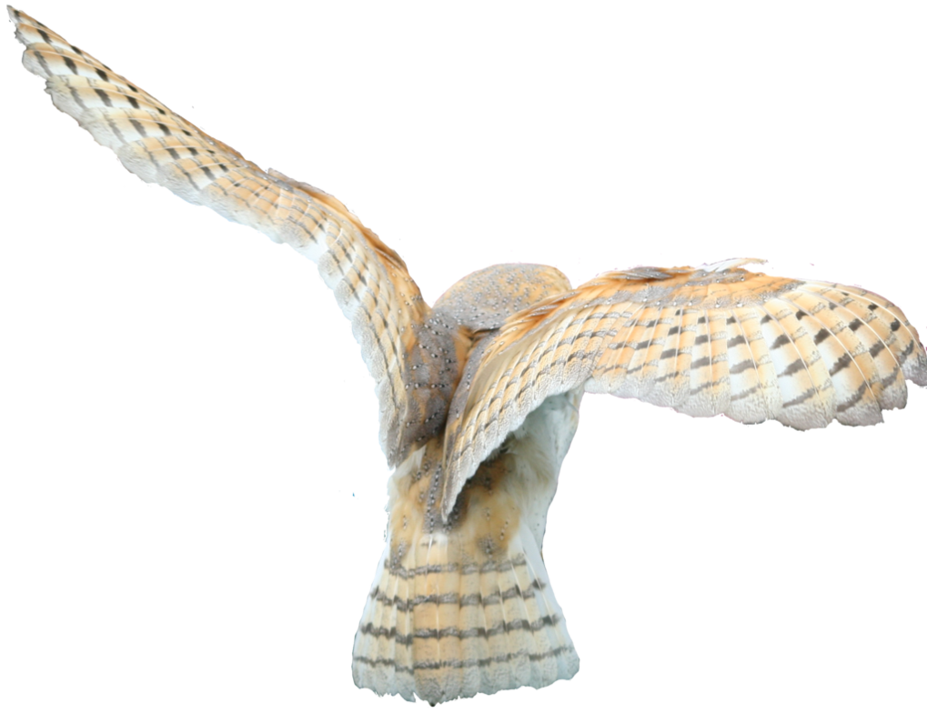 Barn Owl PNG Clipart