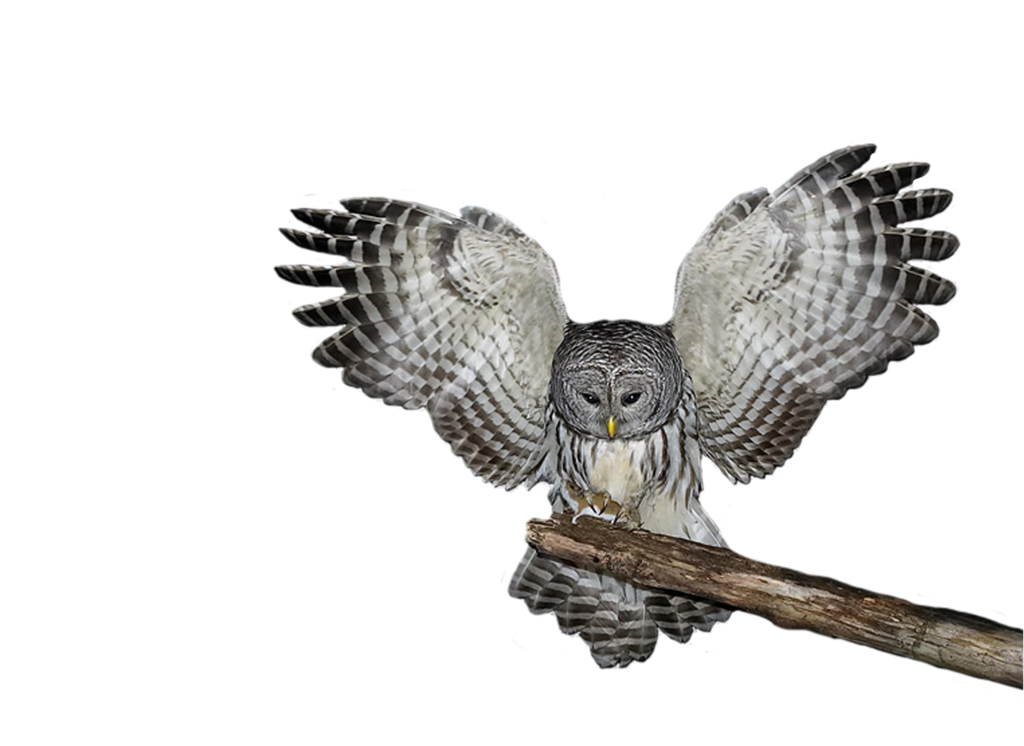 Barn Owl PNG Photos