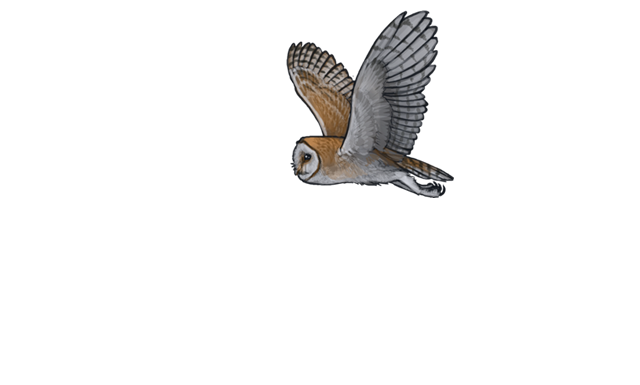 Barn Owl PNG Pic