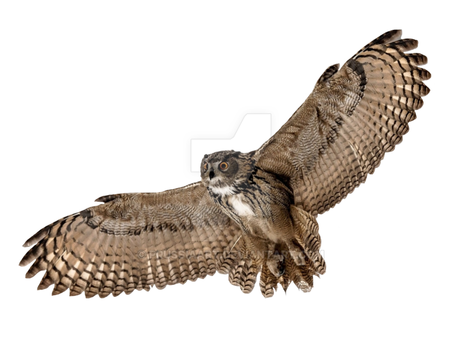 Barn Owl PNG Picture