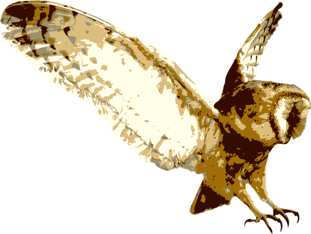 Barn Owl Transparent Background