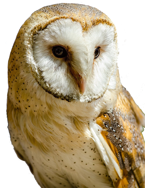 Barn Owl Transparent PNG