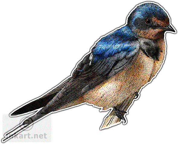Barn Swallow PNG File