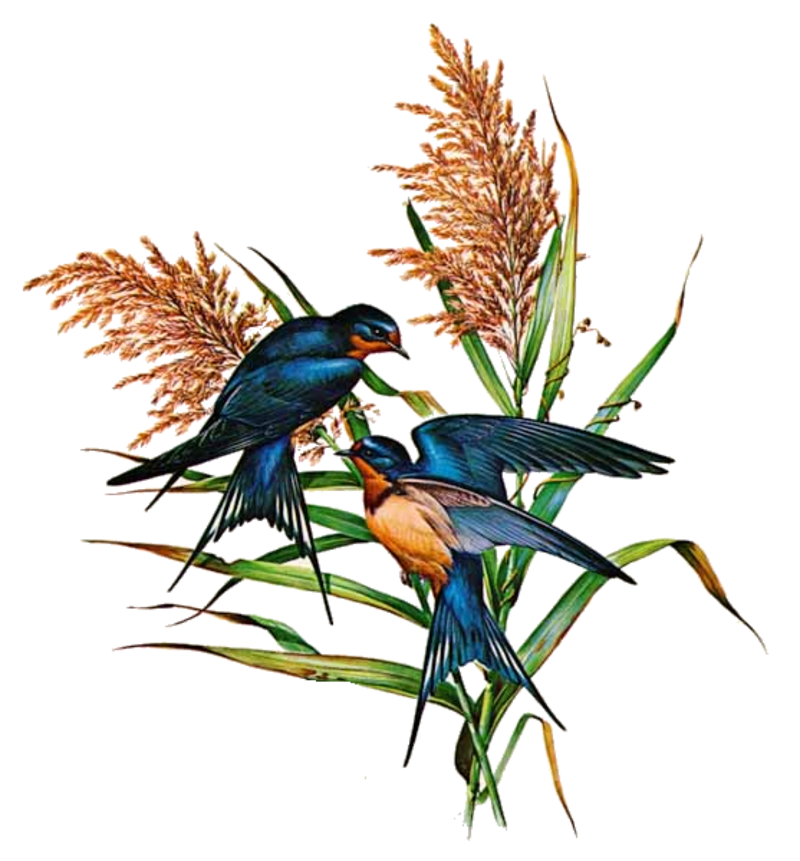 Barn Swallow PNG Photo