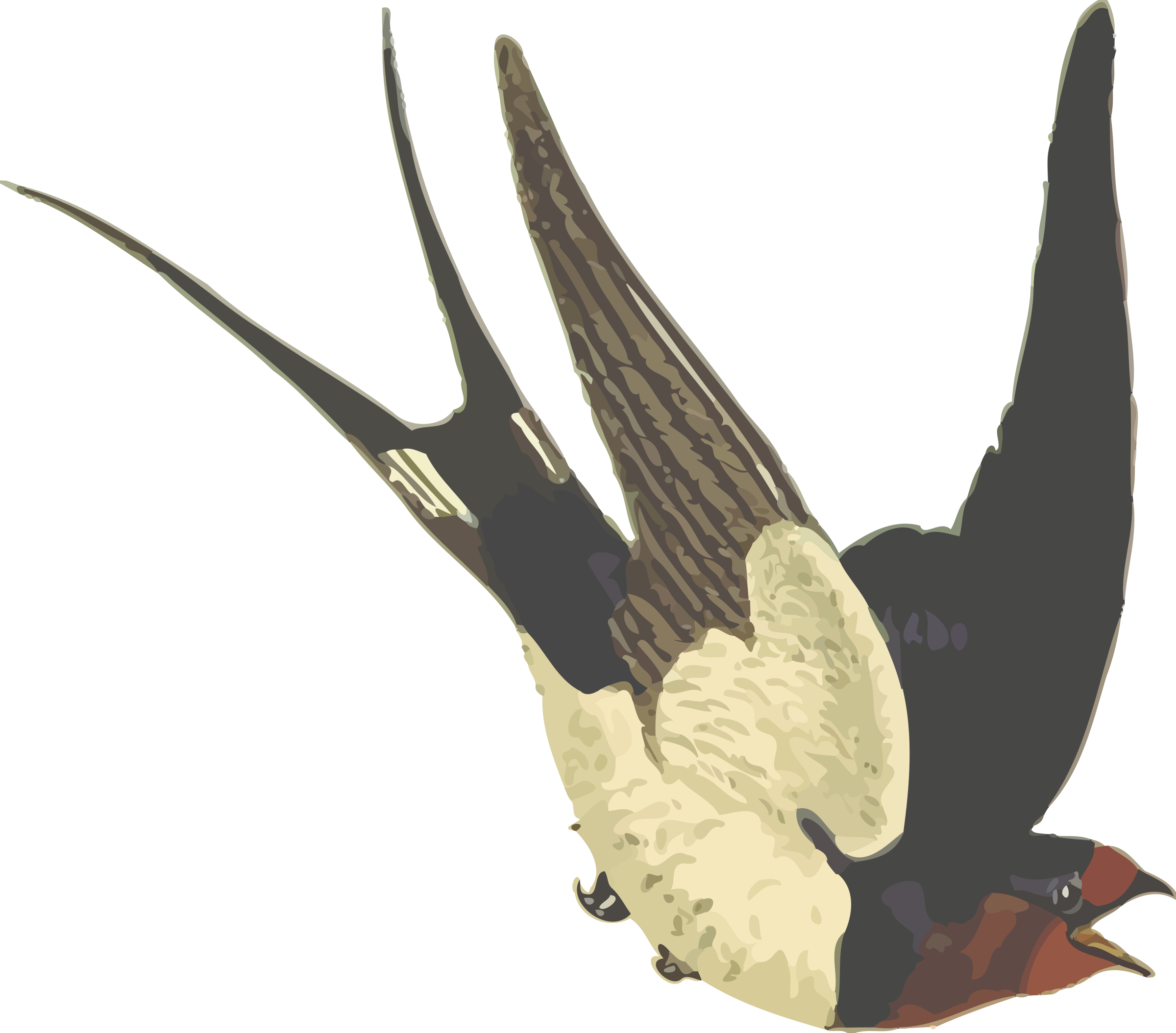 Barn Swallow PNG Pic