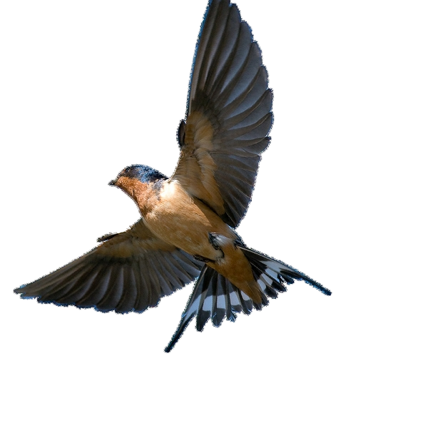 Barn Swallow PNG Transparent Picture