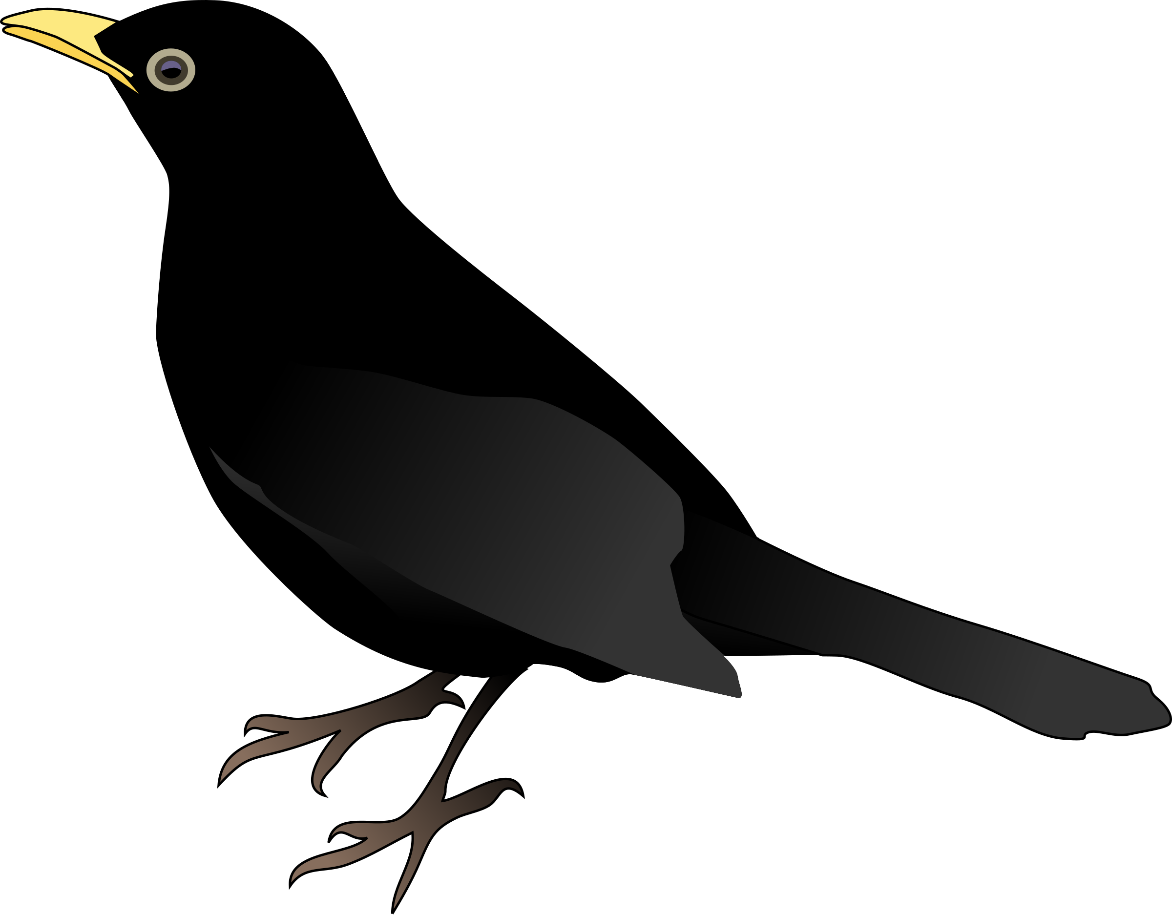 Blackbird PNG Clipart