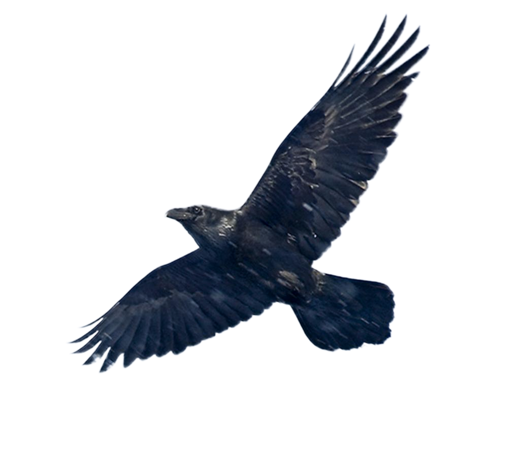Blackbird PNG Image