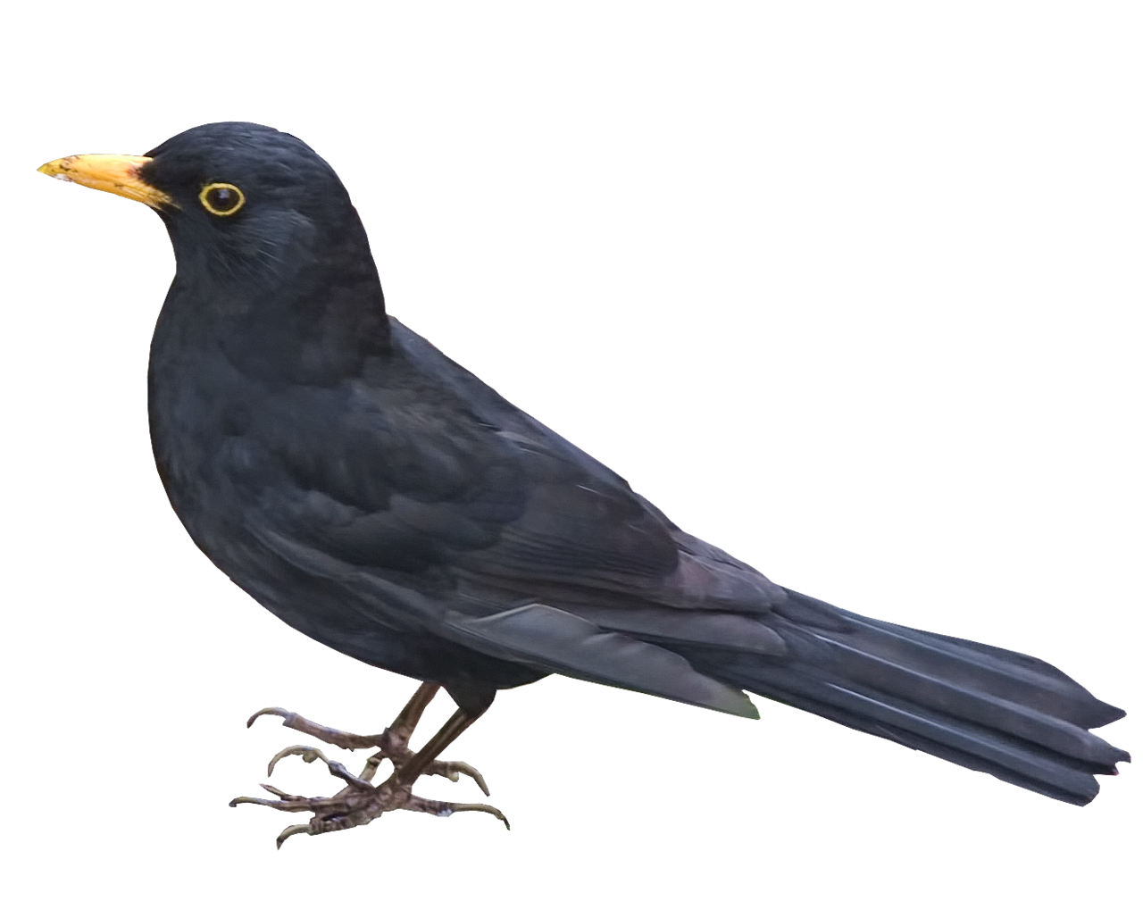 Blackbird PNG Picture