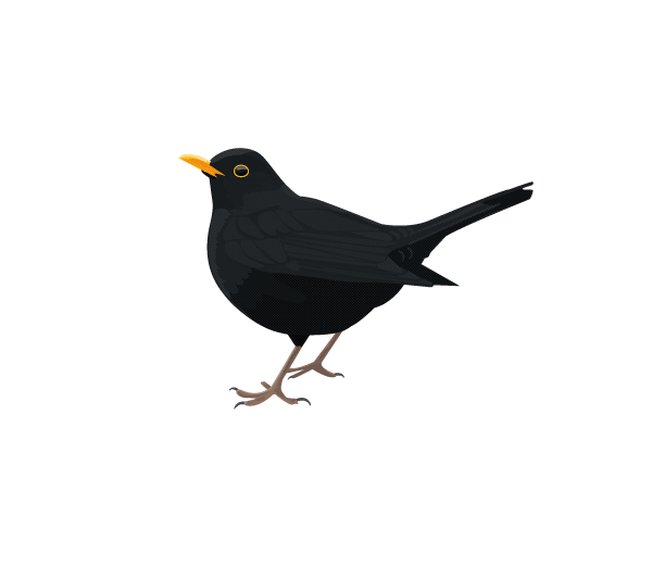 Blackbird PNG Transparent Picture