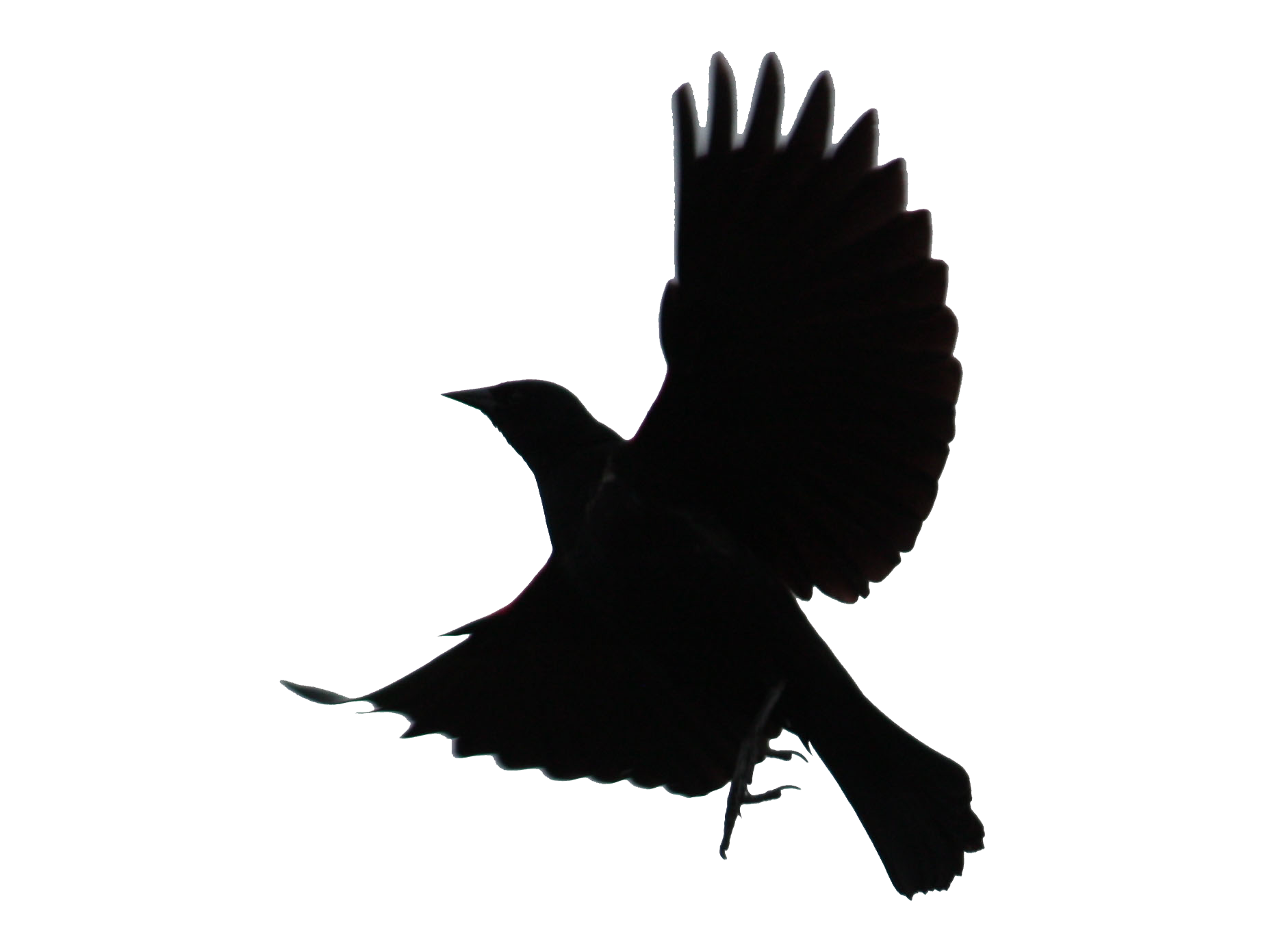 Blackbird PNG Transparent
