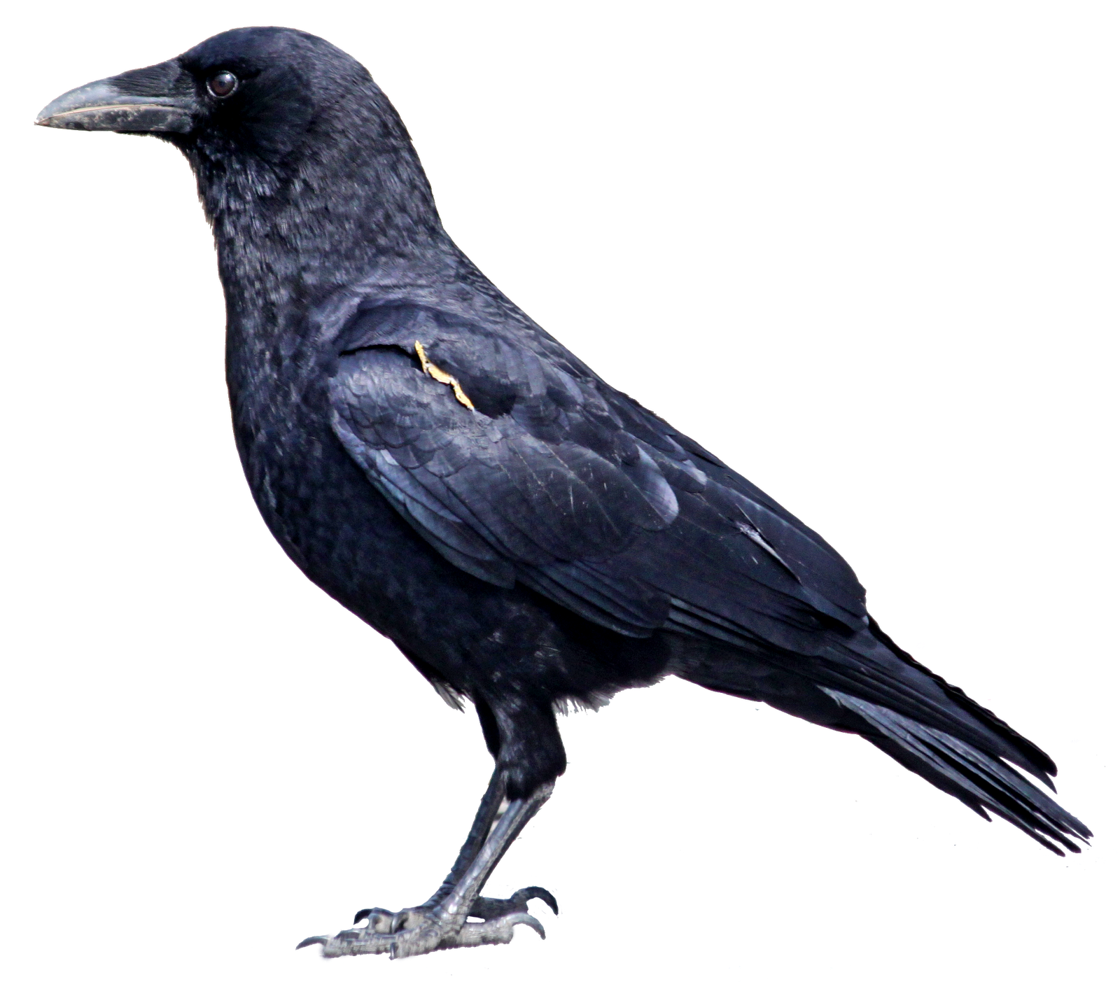 Common Raven PNG Clipart