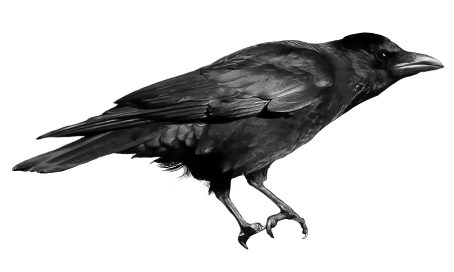 Common Raven PNG Free Download