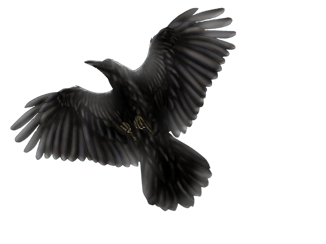 Common Raven PNG Transparent Image