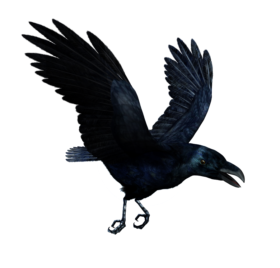 Common Raven Transparent Images PNG