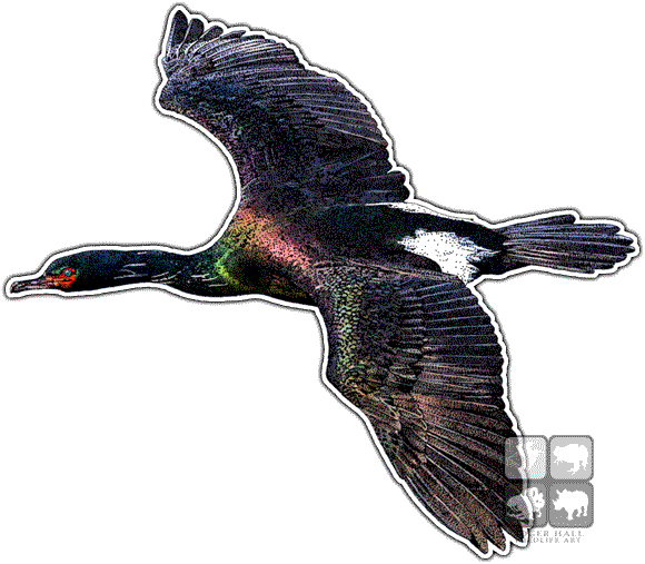 Cormorant PNG Background Image