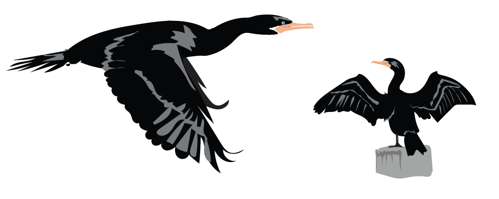 Cormorant PNG Clipart