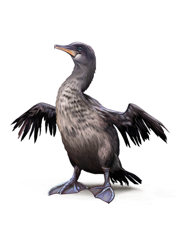 Cormorant PNG Transparent