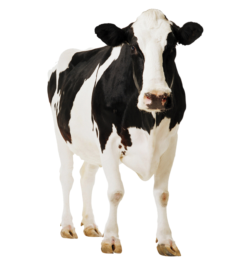 Cow PNG Clipart
