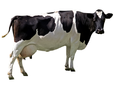 File PNG Cow
