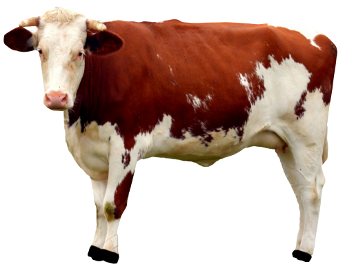 Cow PNG Free Download