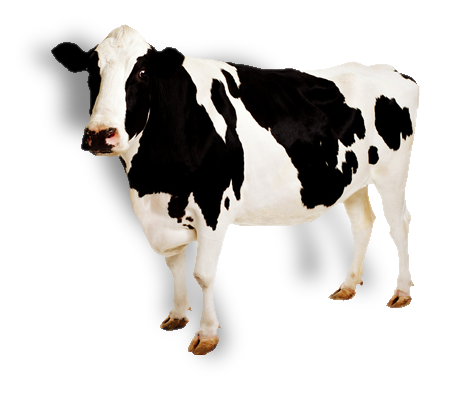 البقر PNG الموافقة المسبقة عن علم
