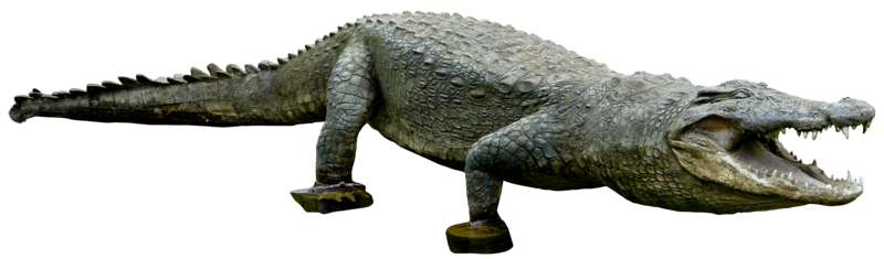 Crocodile PNG File