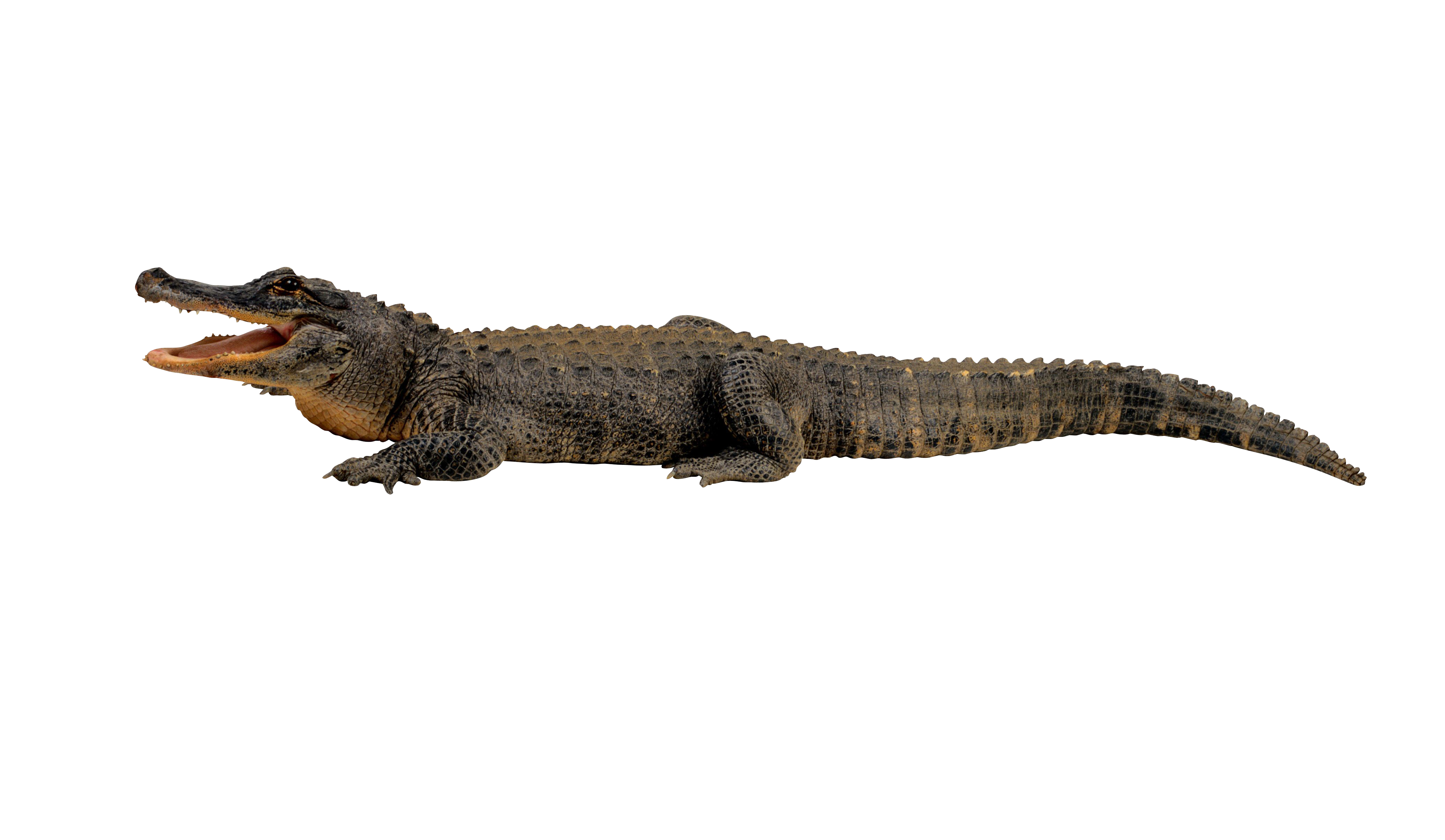 Crocodile PNG Photos