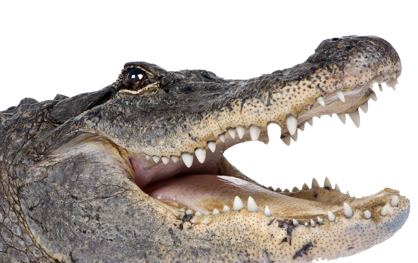 Crocodile PNG Transparent Picture