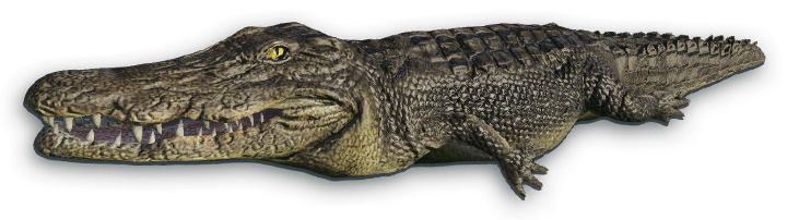 Crocodile PNG Transparent