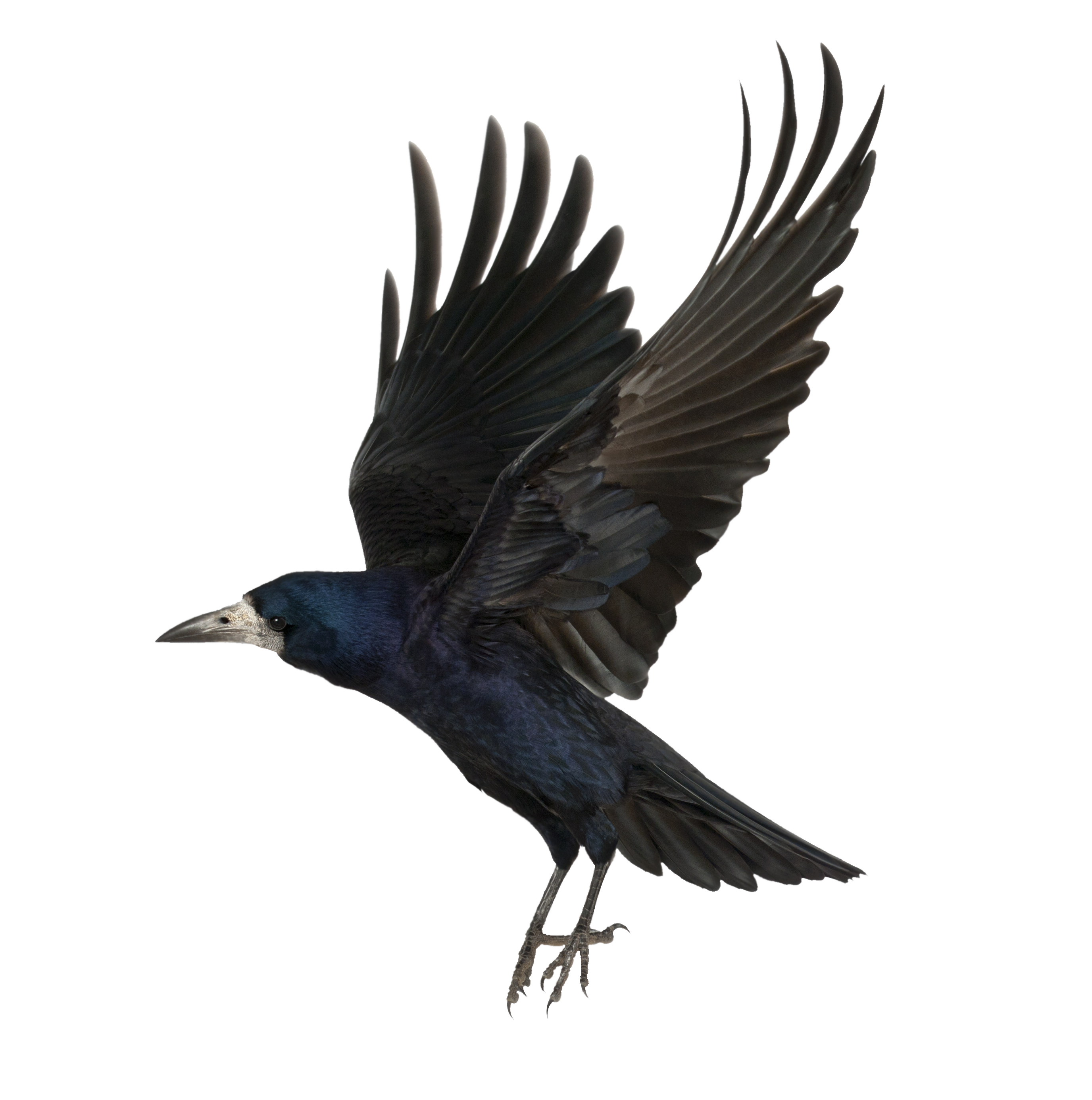 Immagine di sfondo di crow PNG