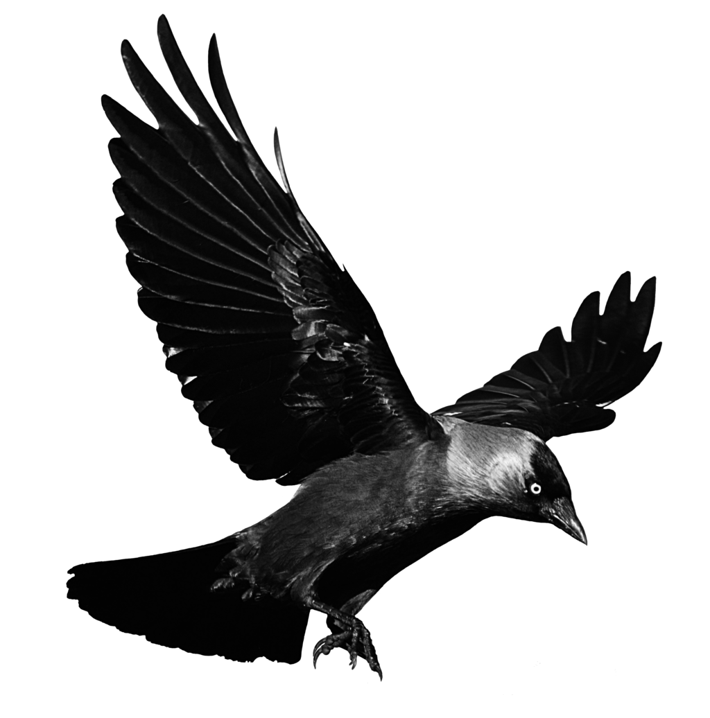 Download gratuito di crow PNG