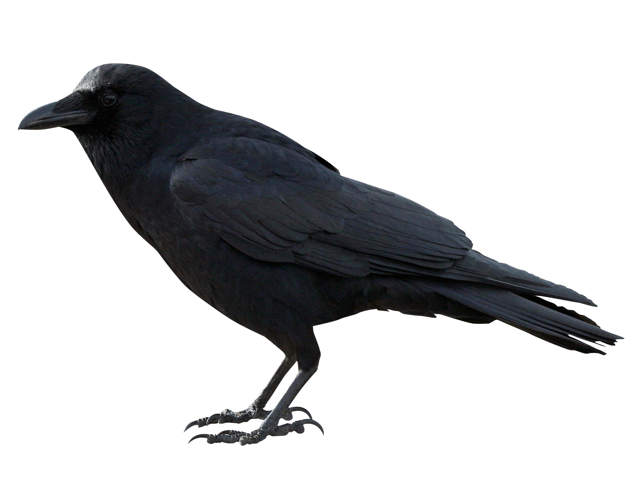 Crow PNG HD