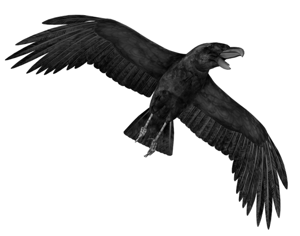 Crow PNG Transparent Image