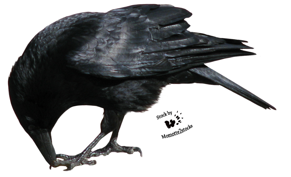 Crow PNG Transparent Picture