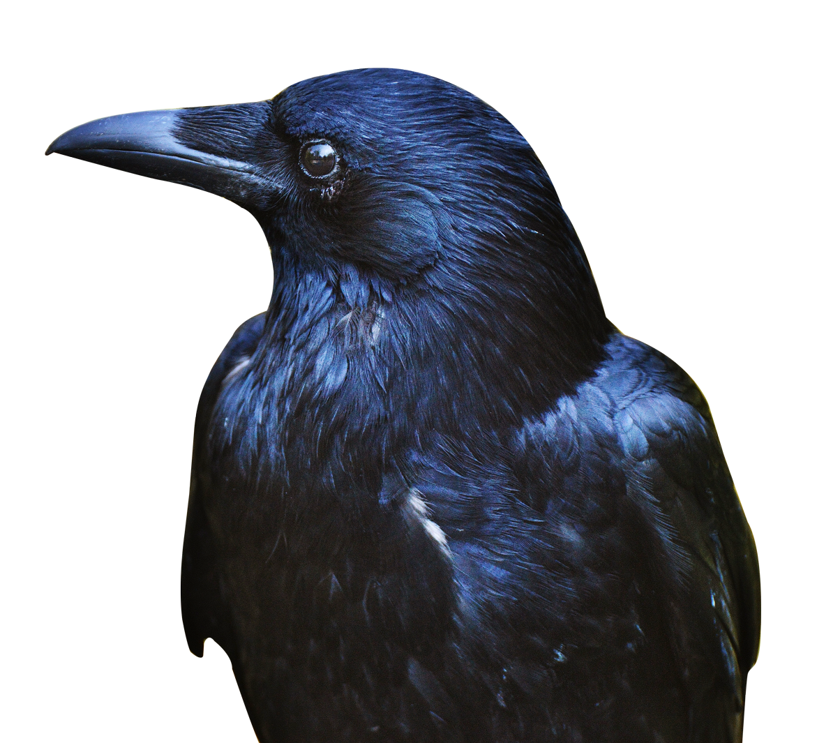 Crow immagini Trasparenti PNG